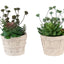 Artificial Succulent, Table Decor (Set of 2) - Green / Beige