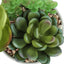 Artificial Succulent Plants (Set of 2)