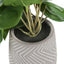 Artificial Alocasia Plant (Set of 2)