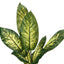 47" Tall, Artificial Plant, Evergreen Tree, Indoor, Faux, Fake, Floor, Greenery, Potted, Real Touch, Decorative - Green / Black