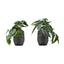 Artificial Alocasia Plant (Set of 2)