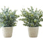 Artificial Eucalyptus Grass (Set of 2)