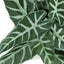 Artificial Alocasia Plant (Set of 2)