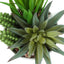 Artificial Succulent Plants (Set of 2)