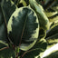 47" Tall, Artificial Plant, Oak Tree, Indoor, Faux, Fake, Floor, Greenery, Potted, Real Touch, Decorative - Green / Black