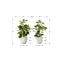 Artificial Ficus Elastica Plant (Set of 2)