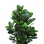 31" Tall, Artificial Plant, Garcinia Tree, Indoor, Faux, Fake, Floor, Greenery, Potted, Real Touch, Decorative - Green / White