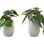 Artificial Alocasia Plant (Set of 2)