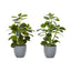 Artificial Ficus Elastica Plant (Set of 2)