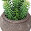 Artificial Succulent, Table Decor (Set of 2) - Green / Brown