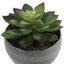 Artificial Succulent Plants (Set of 3)