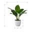 17" Tall, Artificial Plant, Aureum, Indoor, Faux, Fake, Table, Greenery, Potted, Real Touch, Decorative - Green / White