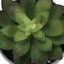 Artificial Succulent Plants (Set of 3)