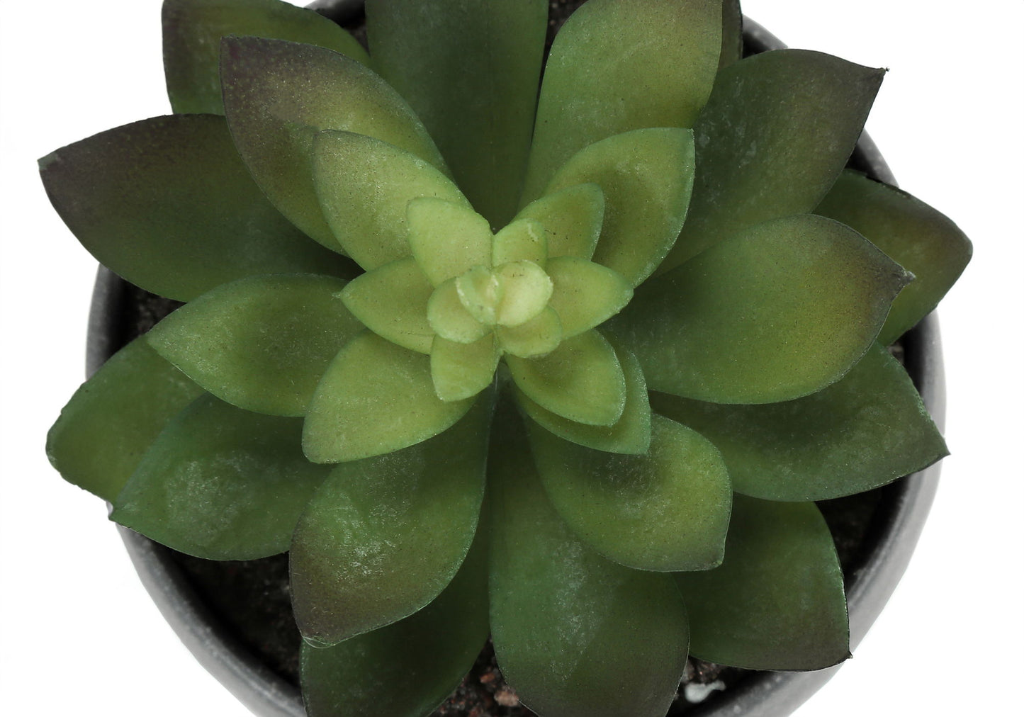 Artificial Succulent Plants (Set of 3)