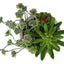 Artificial Succulent, Table Decor (Set of 2) - Green / Beige