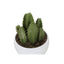 Artificial Succulent Plants (Set of 3)