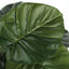 24" Tall, Artificial Plant, Alocasia, Indoor, Faux, Fake, Table, Greenery, Potted, Real Touch, Decorative - Green / Black