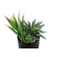 Artificial Succulent Plants (Set of 2)