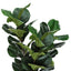 32" Tall, Artificial Plant, Fiddle Tree, Indoor, Faux, Fake, Floor, Greenery, Potted, Real Touch, Decorative - Green / Black