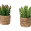Artificial Succulent, Table Decor (Set of 2) - Green / Light Brown - Plastic