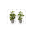 Artificial Ficus Elastica Plant (Set of 2)