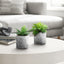 6" Tall, Artificial Plant, Succulent, Indoor, Faux, Fake, Table, Greenery, Potted, Decorative (Set of 2) - Green / Gray