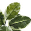 52" Tall, Artificial Plant, Rubber Tree, Indoor, Fake, Floor, Greenery, Potted, Real Touch, Decorative - Green / Black