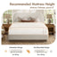 Linton - Upholstered Platform Bed With Curved Headboard