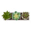 Artificial Succulent, Table Decor (Set of 3) - Green / Beige