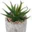 6" Tall, Artificial Plant, Succulent, Indoor, Faux, Fake, Table, Greenery, Potted, Decorative (Set of 2) - Green / Gray