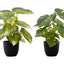 13" Tall, Artificial Plant, Monstera Calthea, Indoor, Faux, Fake, Table, Greenery, Potted, Decorative (Set of 2) - Green / Black
