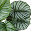 24" Tall, Artificial Plant, Calathea, Indoor, Faux, Fake, Table, Greenery, Potted, Real Touch, Decorative - Green / Black