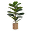 28" Tall, Artificial Plant, Fiddle Tree, Indoor, Faux, Fake, Floor, Greenery, Potted, Real Touch, Decorative - Green / Beige