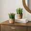 Artificial Succulent, Table Decor (Set of 2) - Green / Light Brown - Plastic