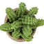 Artificial Succulent, Table Decor (Set of 2) - Green / Light Brown - Plastic