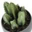 Artificial Succulent Plants (Set of 3)