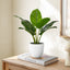 17" Tall, Artificial Plant, Aureum, Indoor, Faux, Fake, Table, Greenery, Potted, Real Touch, Decorative - Green / White