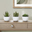 Artificial Succulent Plants (Set of 3)