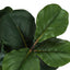 32" Tall, Artificial Plant, Fiddle Tree, Indoor, Faux, Fake, Floor, Greenery, Potted, Real Touch, Decorative - Green / Black