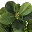 14" Tall, Artificial Plant, Ficus, Indoor, Faux, Fake, Table, Greenery, Potted, Decorative (Set of 2) - Green / Black