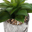 6" Tall, Artificial Plant, Succulent, Indoor, Faux, Fake, Table, Greenery, Potted, Decorative (Set of 2) - Green / Gray