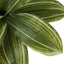 17" Tall, Artificial Plant, Dracaena, Indoor, Faux, Fake, Table, Greenery, Potted, Real Touch, Decorative - Green / Black