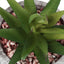 6" Tall, Artificial Plant, Succulent, Indoor, Faux, Fake, Table, Greenery, Potted, Decorative (Set of 2) - Green / Gray