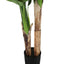 55" Tall, Artificial Plant, Banana Tree, Indoor, Faux, Fake, Floor, Greenery, Potted, Real Touch, Decorative - Green / Black