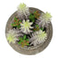 Artificial Succulent, Table Decor (Set of 2) - Green / Brown