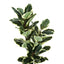 47" Tall, Artificial Plant, Oak Tree, Indoor, Faux, Fake, Floor, Greenery, Potted, Real Touch, Decorative - Green / Black