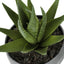 Artificial Succulent Plants (Set of 3)