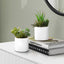 Artificial Succulent Plants (Set of 2)