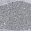 T3601 - Oval Coffee Table