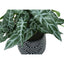 Artificial Alocasia Plant (Set of 2)